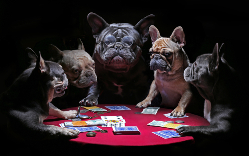 Bulldogs playing Poker Bulldogs playing Poker