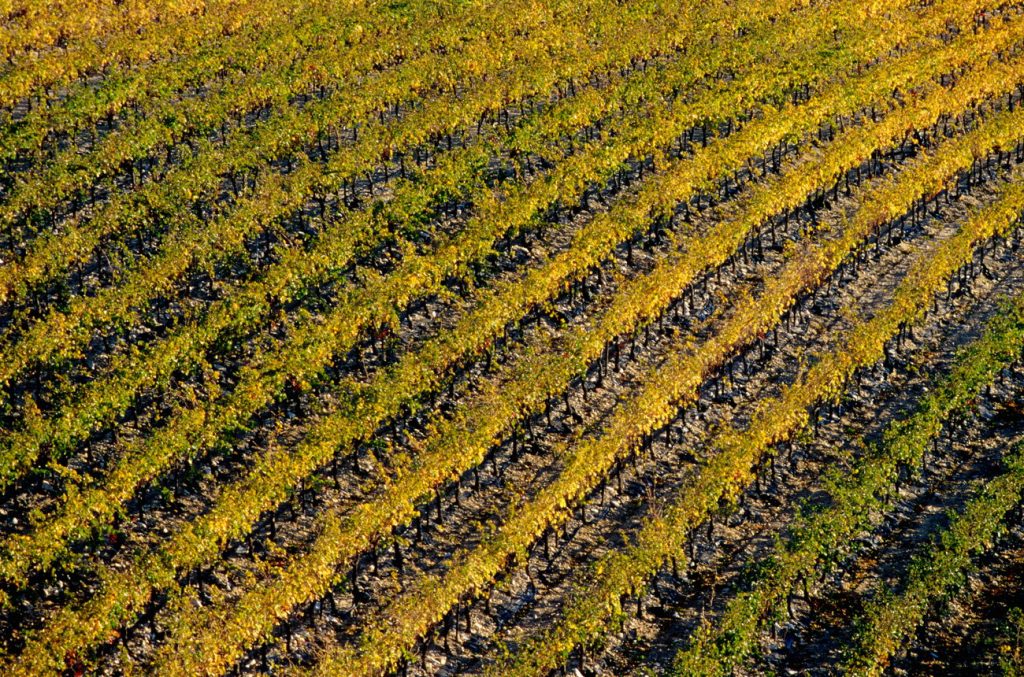Lirac & Tavel 2023: Report and top-scoring wines
