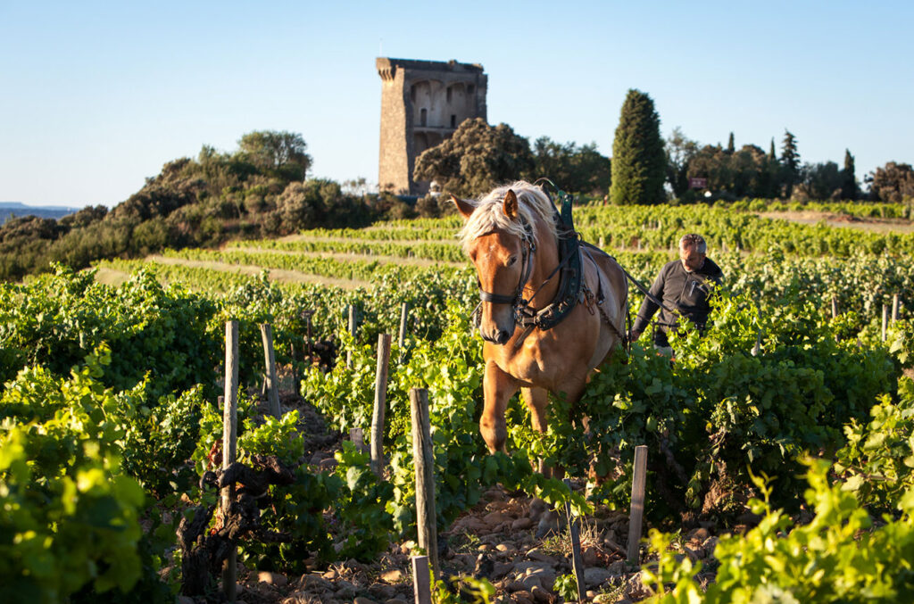 Châteauneuf-du-Pape 2023: Report and top-scoring wines