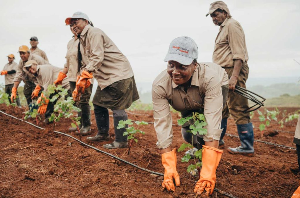 French vines in MauritiusFrench vines take root in Mauritius: A taste of future vintages by 2028