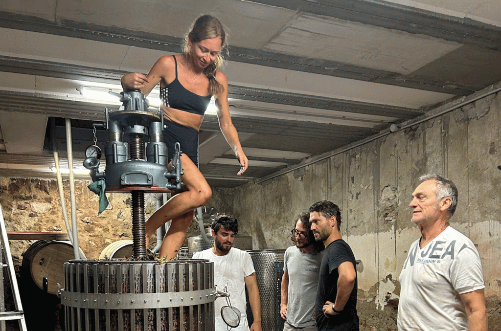 The healing nature of wine harvest: A journey through manual labour and friendship