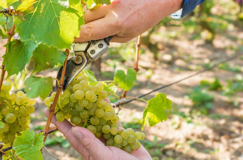 Police investigate grape heist as Riesling and Sauvignon Blanc go missing in Rheinhessen