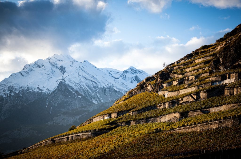 Six Swiss Syrah to convert the most die-hard Rhône lover