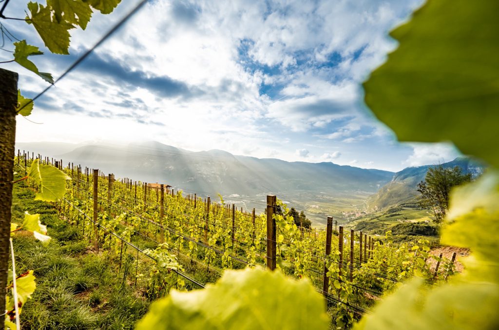 Alto Adige: 24 expert-rated wines to try