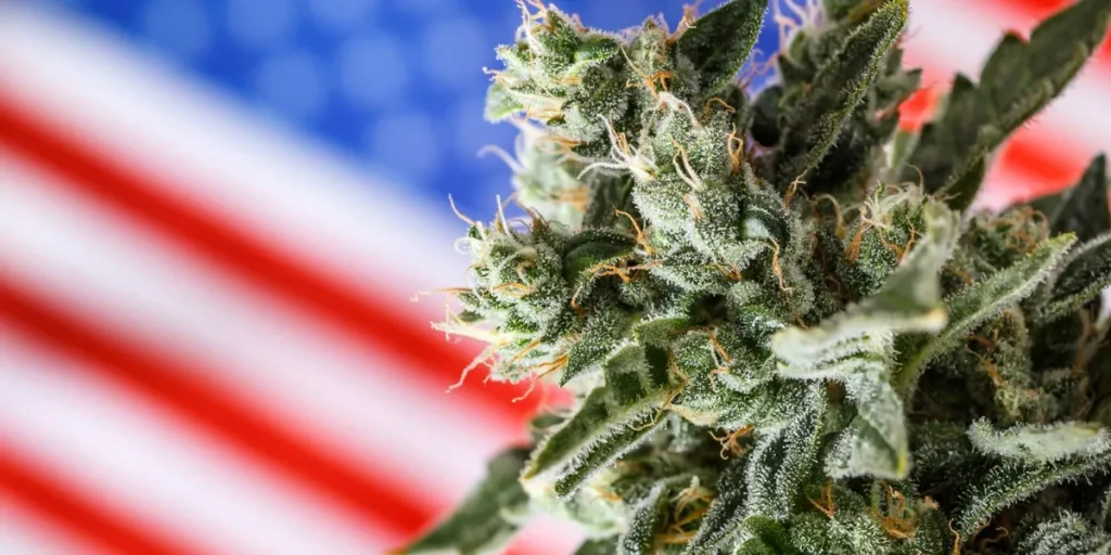 Analysts React: Trump Signs Executive Order to Reschedule Cannabis
