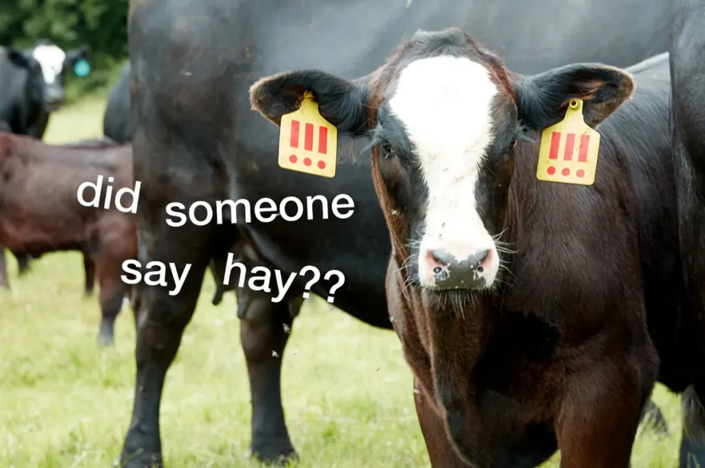 MSCHF’s Latest Project Could See a Two-Year-Old Cow Slaughtered