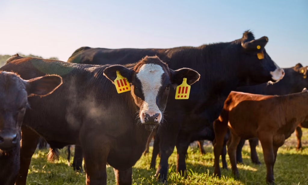 The final cow-tdown: buyers of MSCHF’s controversial bovine project will decide animal’s fate – The Art Newspaper