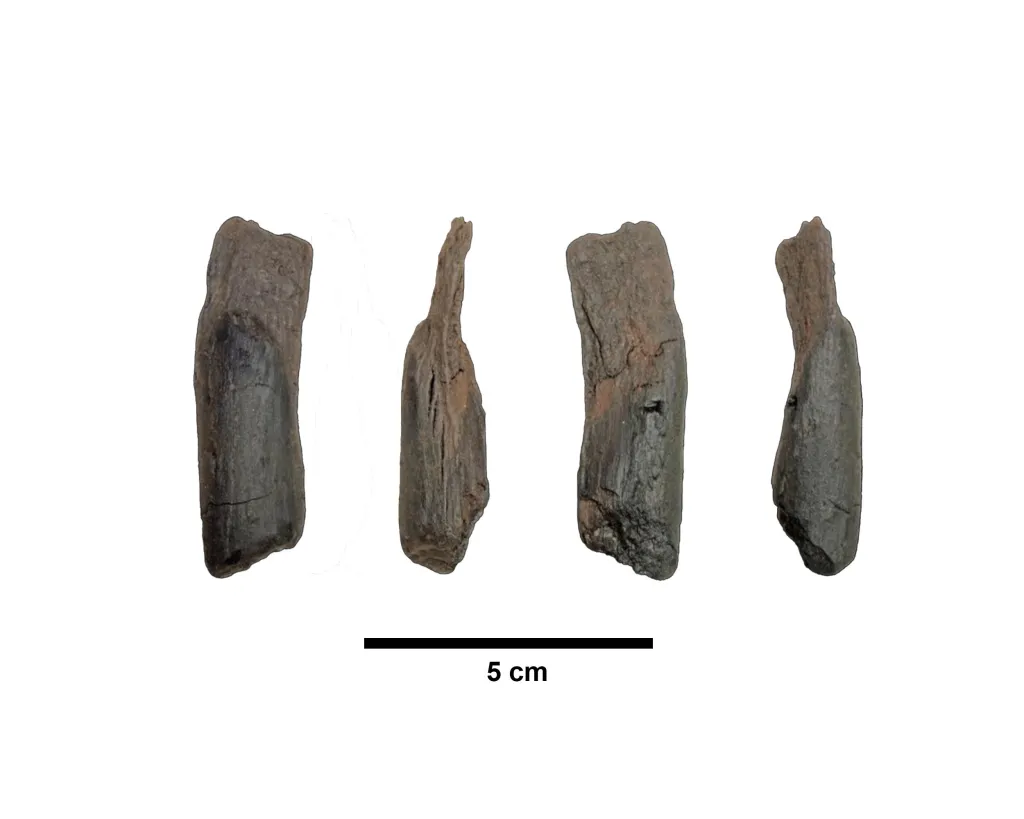 Scientists Find the Oldest Wooden Tools to Date in Greece, Dated Over 430,000 Years Old