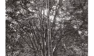 Shoot and branch: new photography book highlights the enduring majesty of trees – The Art Newspaper