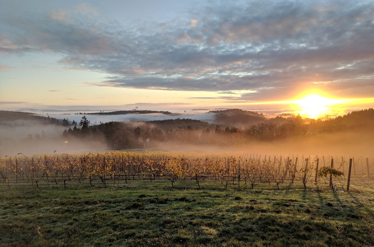 America Pinot Noir