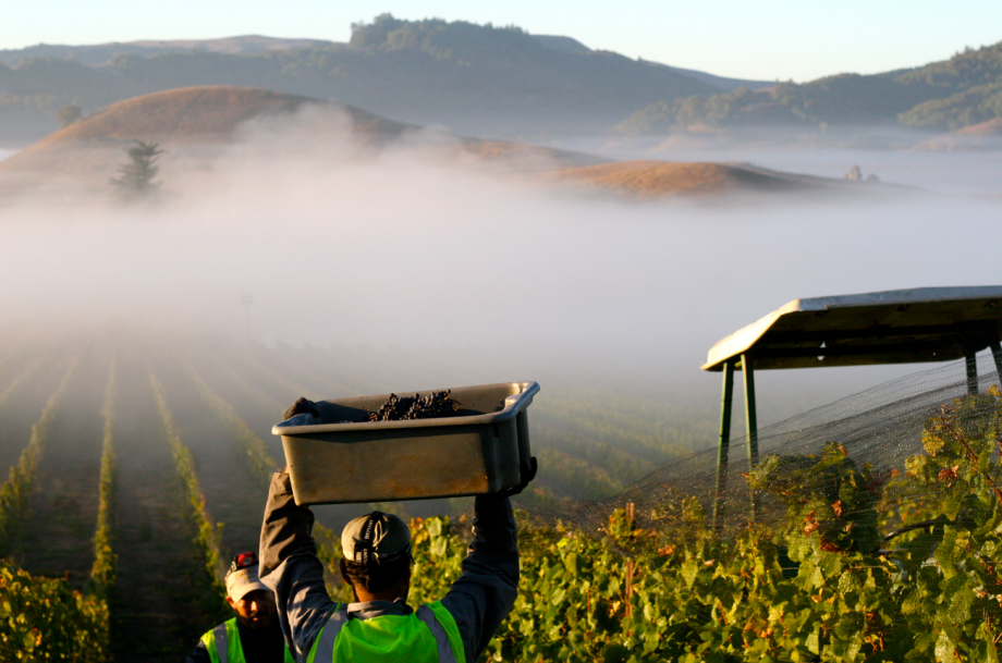 Sonoma County AVAs