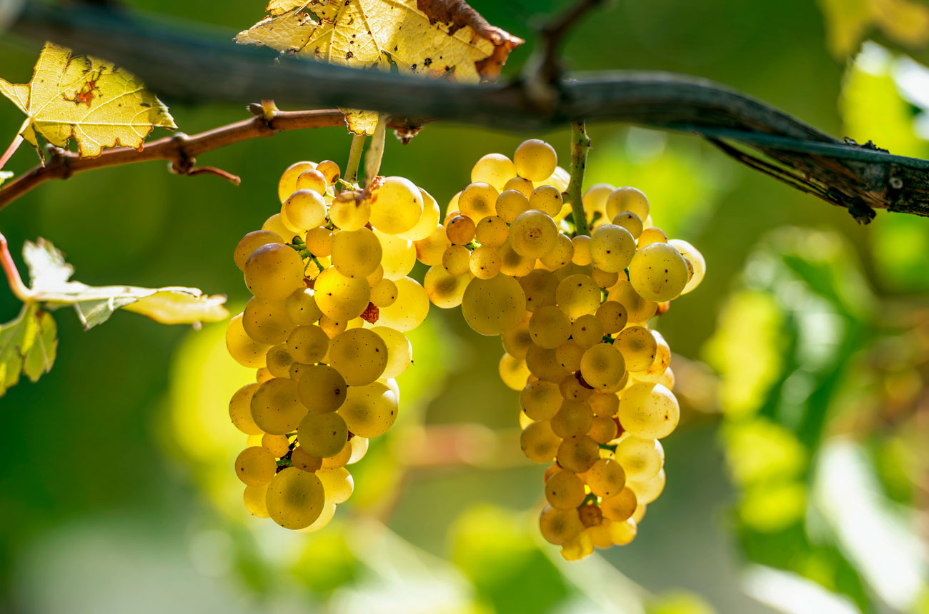 Chardonnay grapes, Mendoza Clone, Greywacke, New Zealand