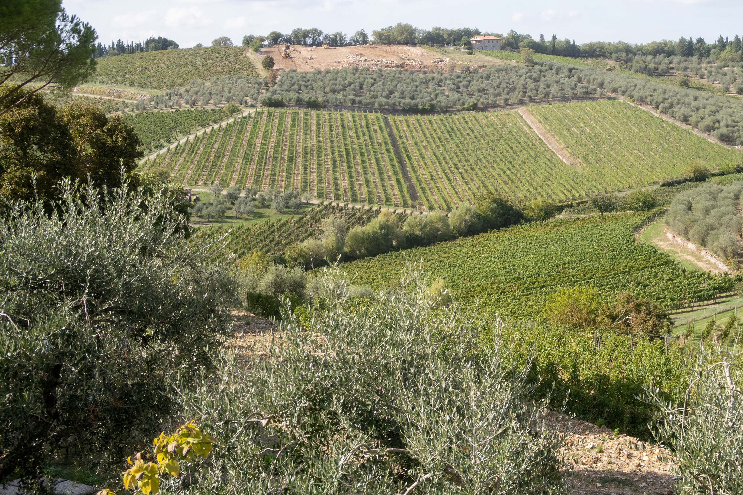 In Gaiole at Castello di Ama looking towards the Bertinga estate_credit Michaela Morris