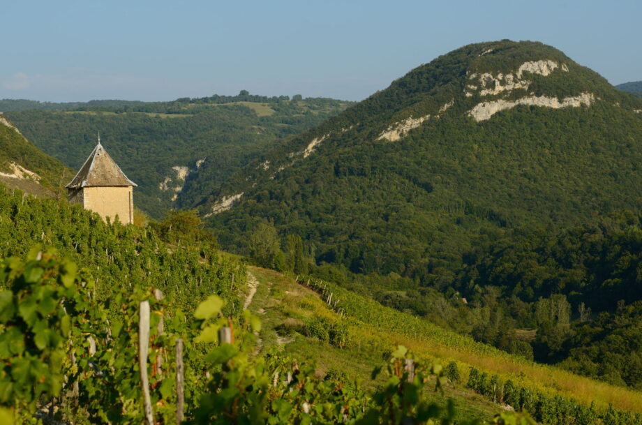 Hillside-vineyard--920x609.jpeg