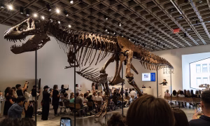 Gus the T-Rex sells for a record $50.1m at Sotheby’s – The Art Newspaper