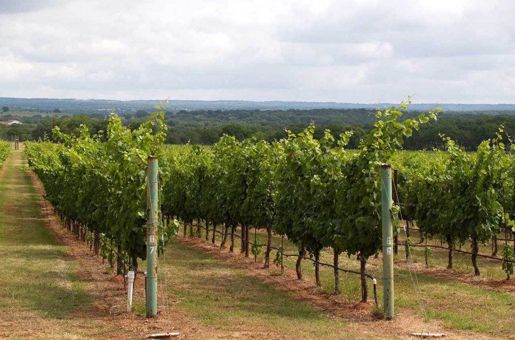 Region on the rise: Texas wines shine at DWWA 2026