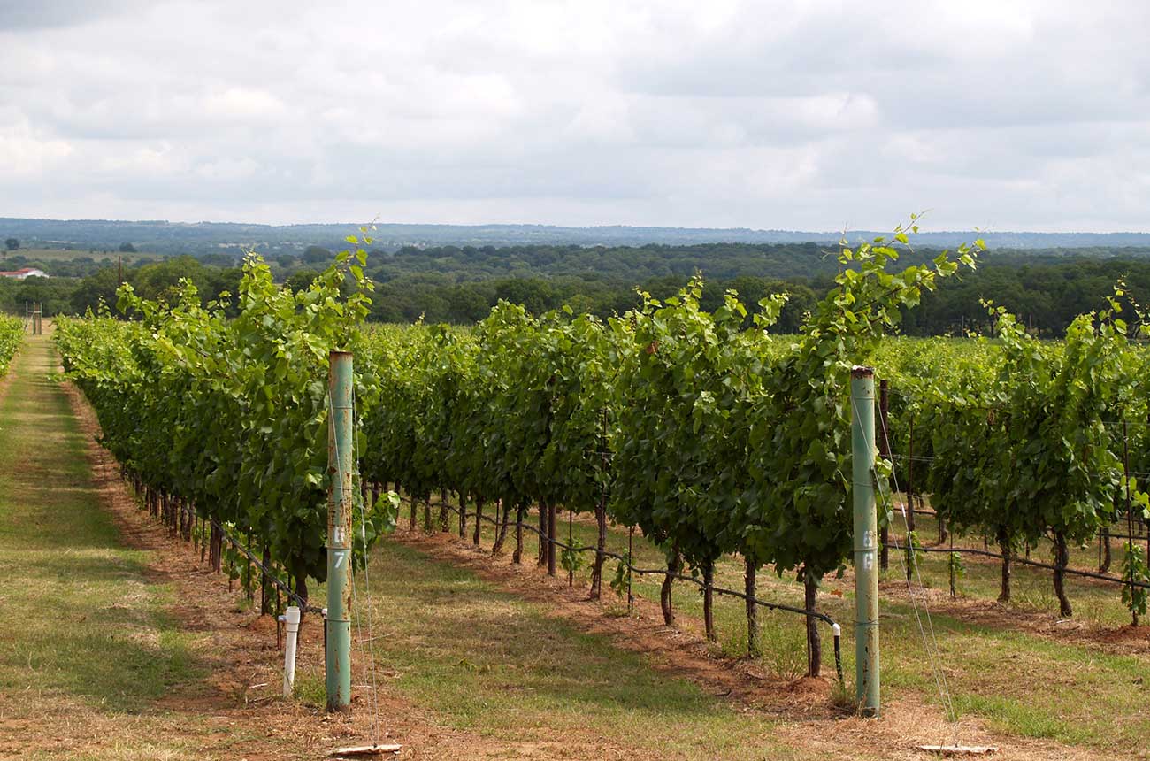 Texas-Hill-Country-Wineries