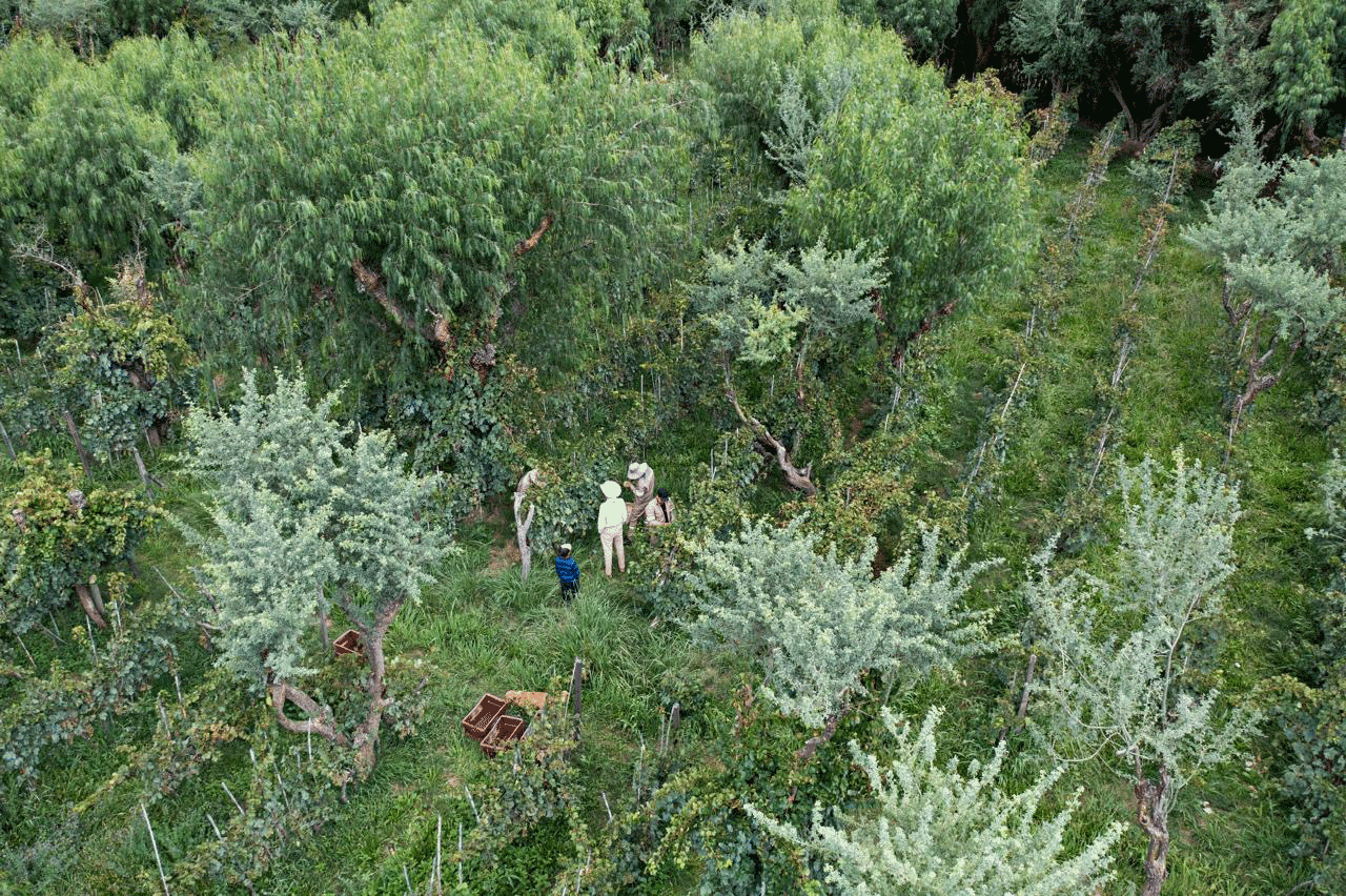 Harvest underway at San Roque, Cinti Valley