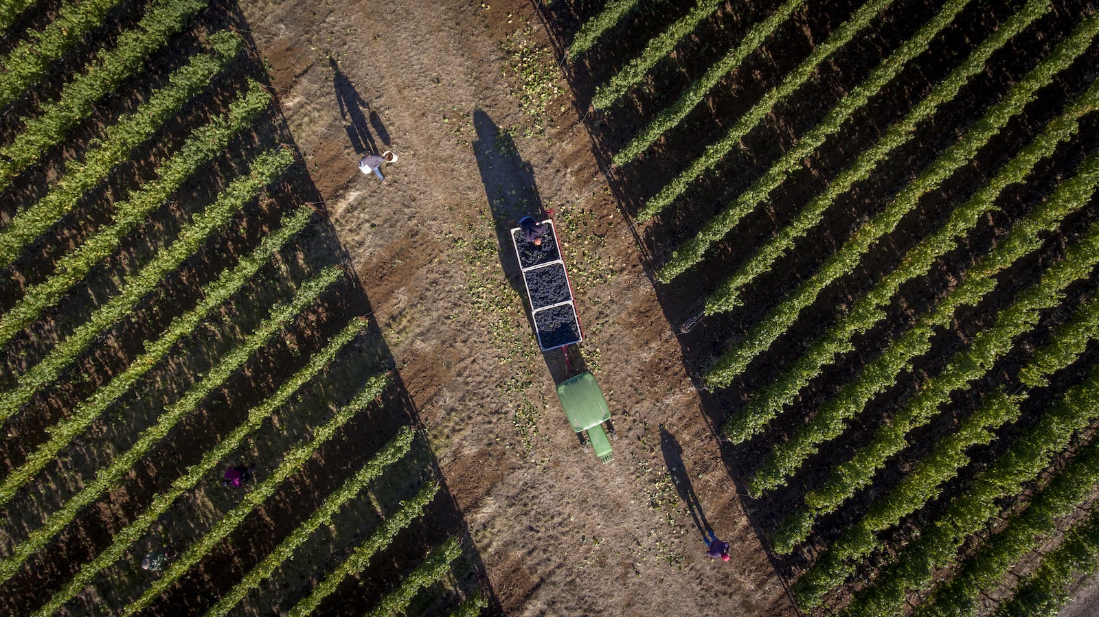 An aerial view of Domaine Drouhin's Roserock Vineyard, with a tractor pulling bins of harvested grapes along the a dirt road through the neat rows of vines.