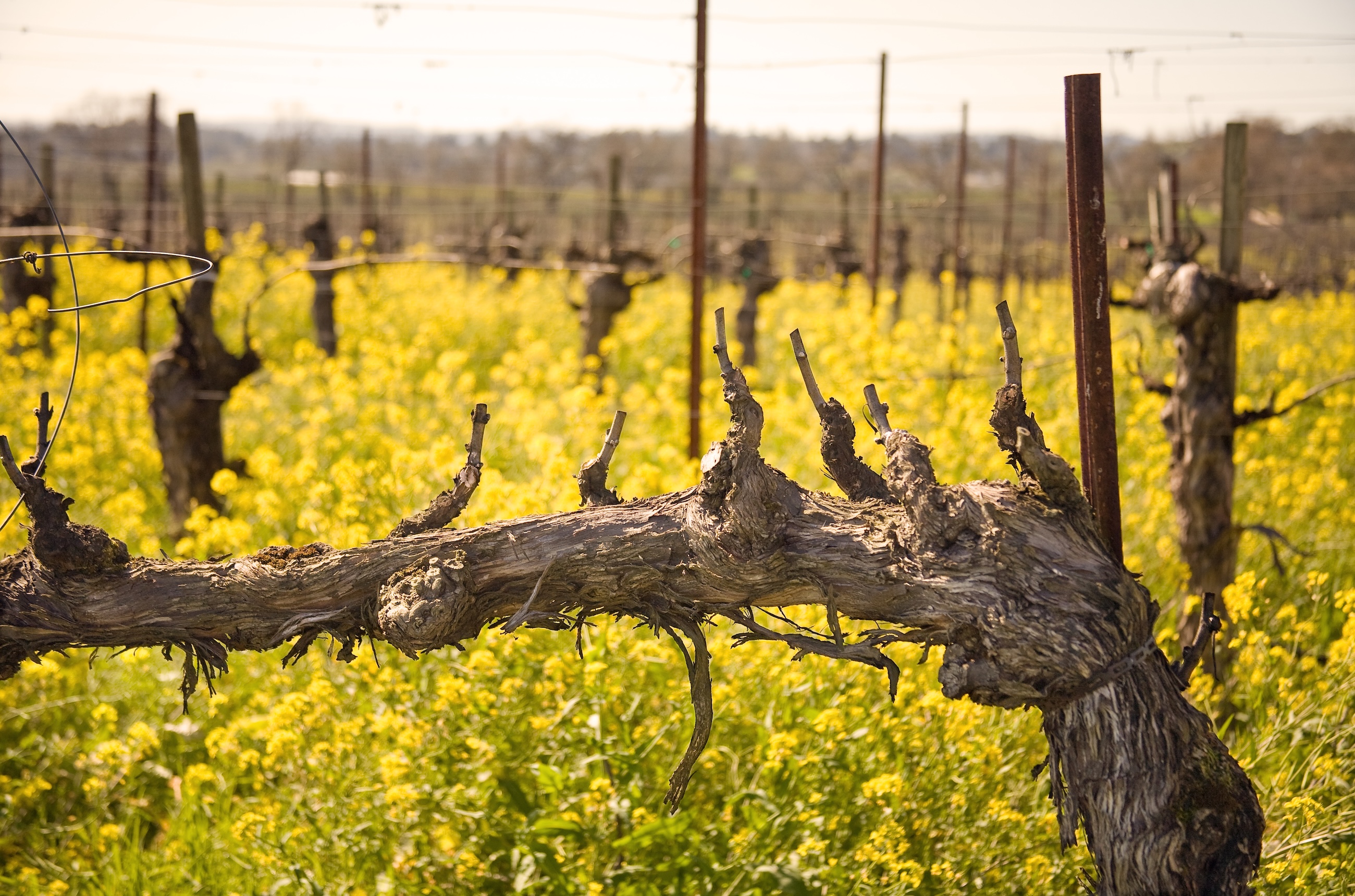 Old spur-pruned Cabernet Sauvignon vine in Northern California (Dry Creek Valley of Sonoma County)