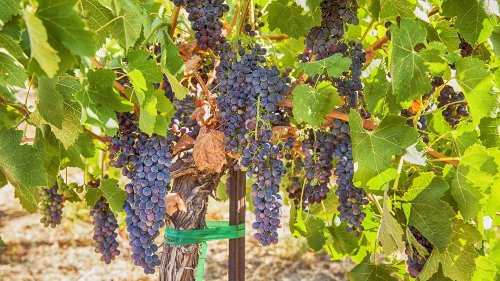 This is why Syrah will become Washington’s defining red wine