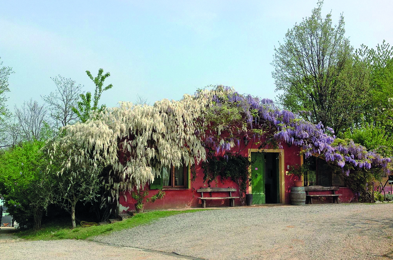 chalet covered in wisteria