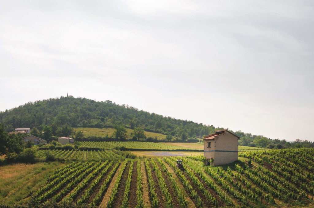 Forgotten France: The volcanic wines of Côtes du Forez