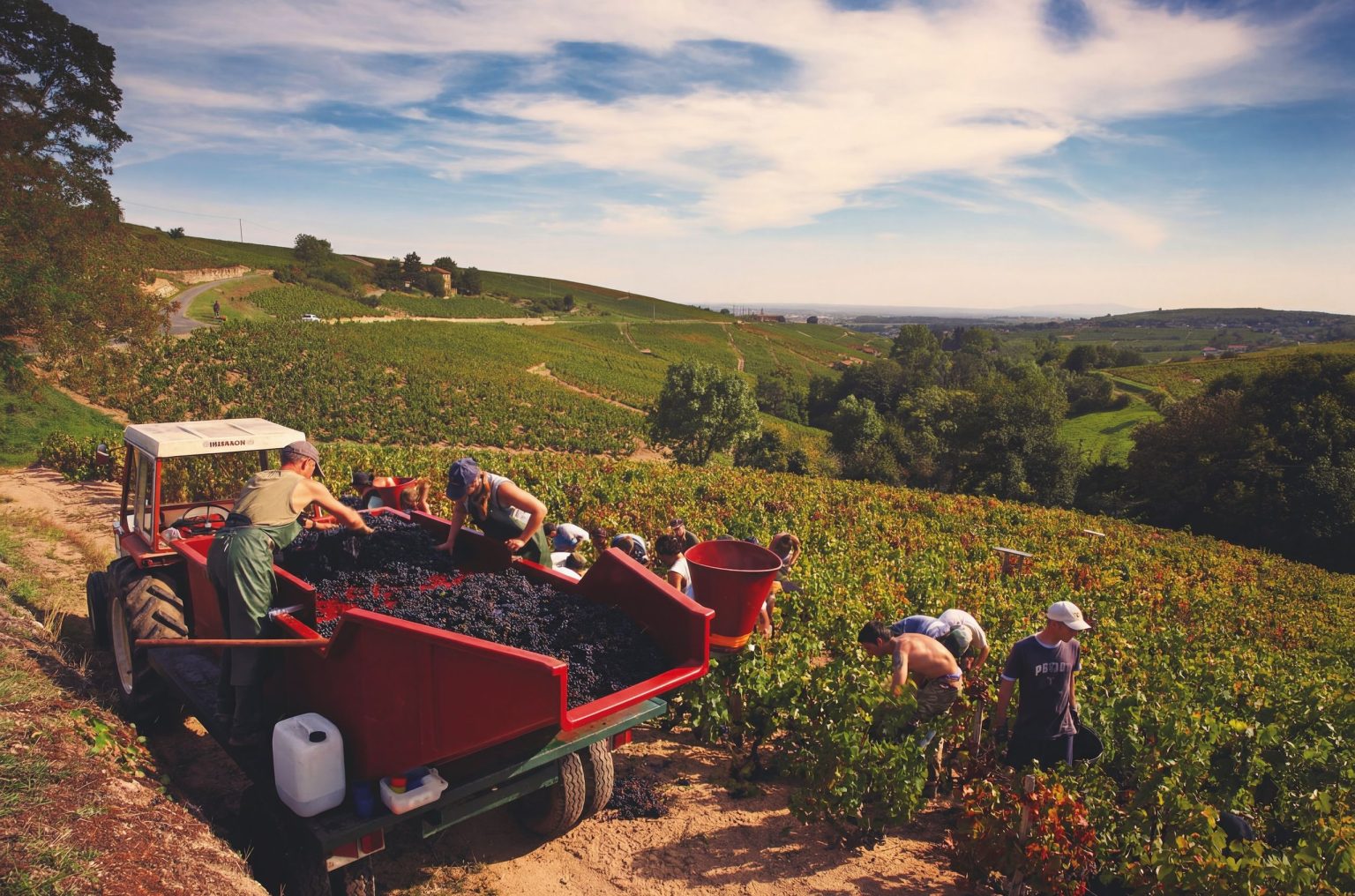 The vanishing of Chiroubles – is this Beaujolais cru in danger of disappearing?