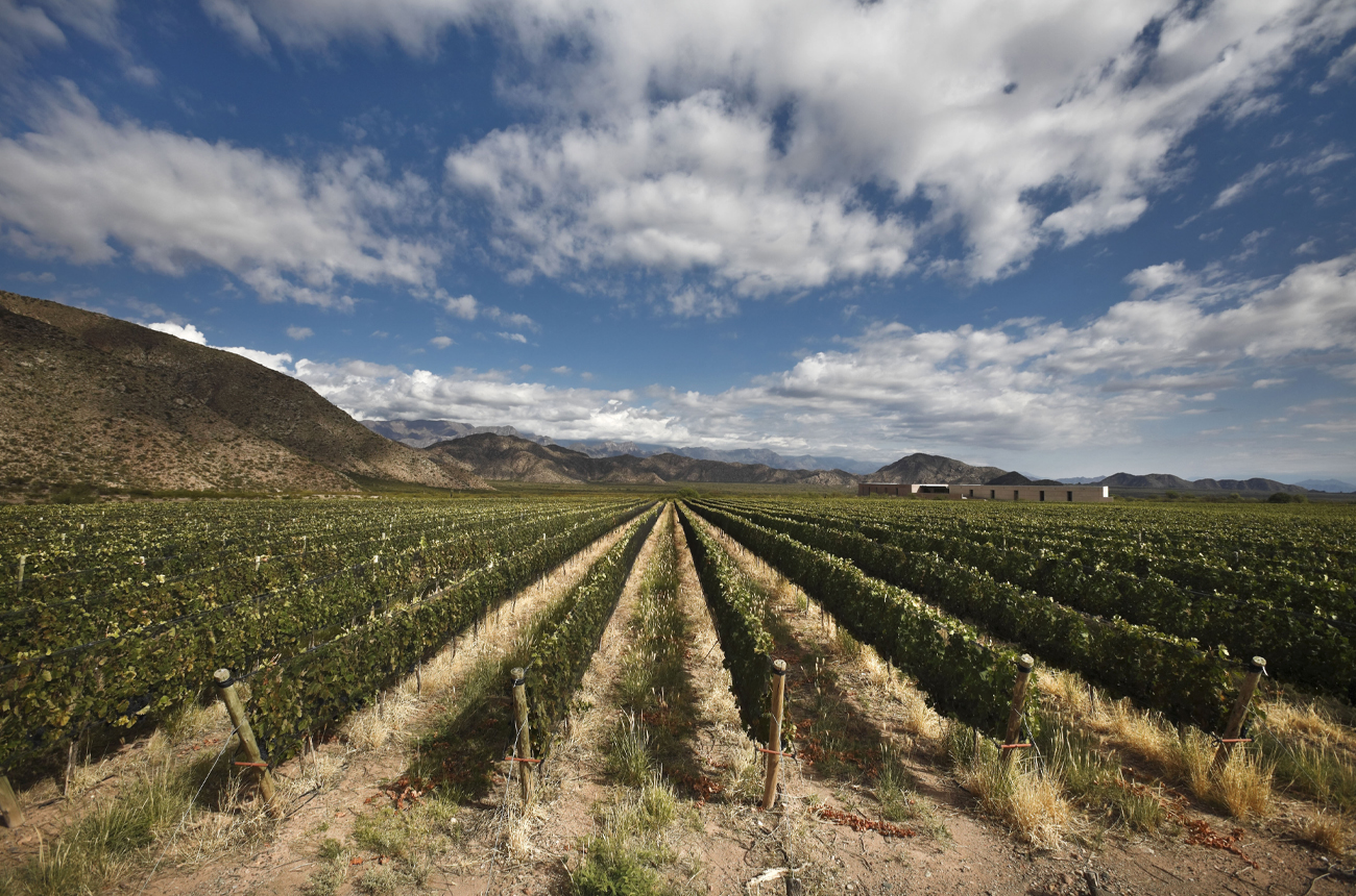 Vineyard in Salta, Argentina