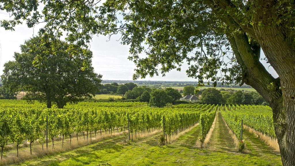 Success for English wine at DWWA 2026
