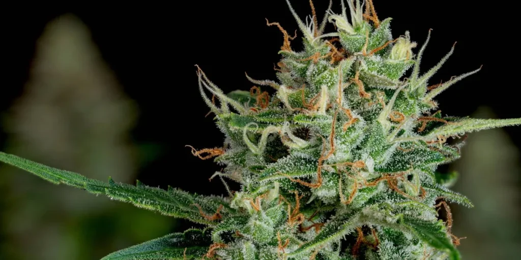 Cannabis Market Trends: H1 2026 Review and Forecast
