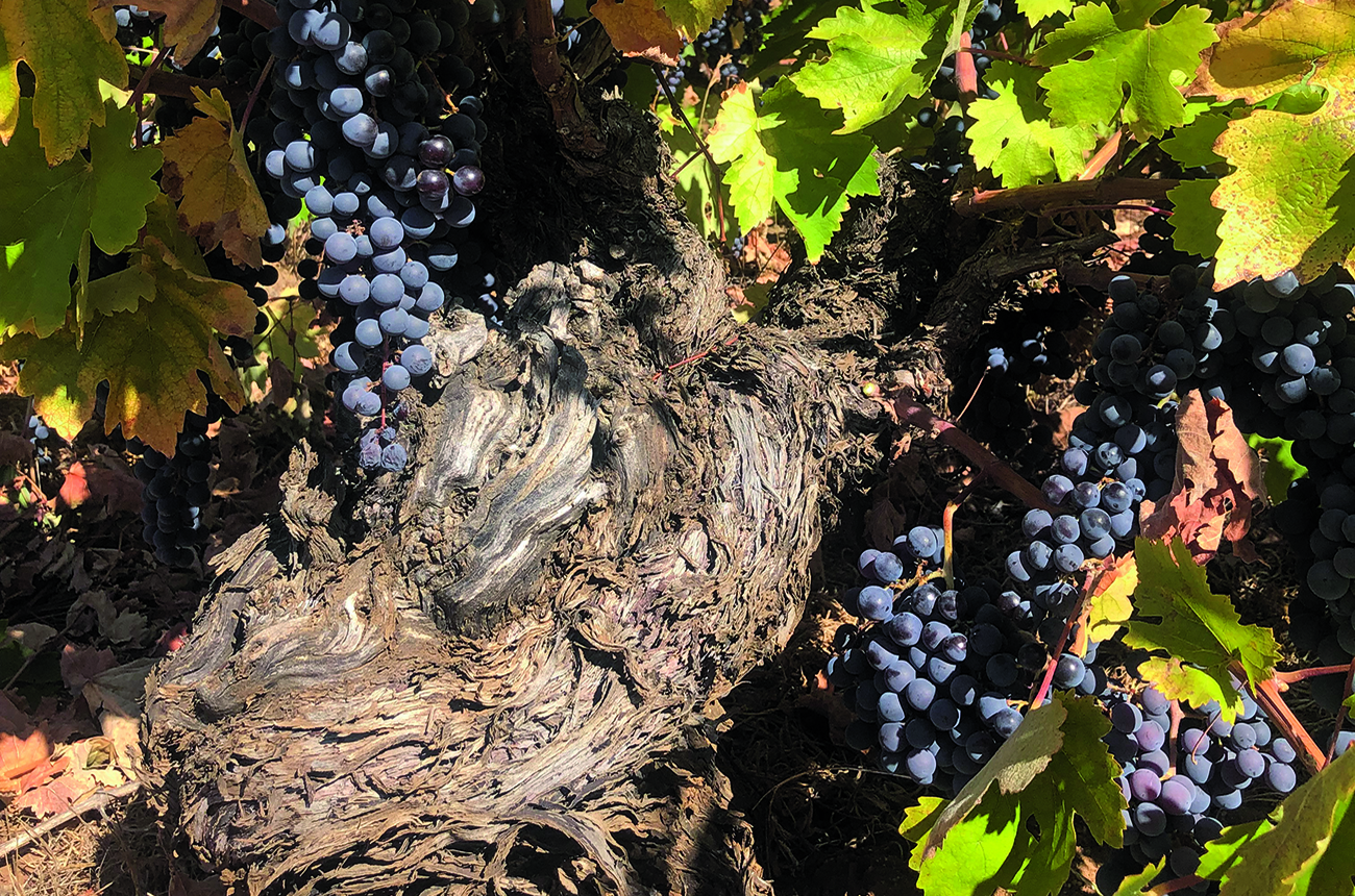 Criolla wines