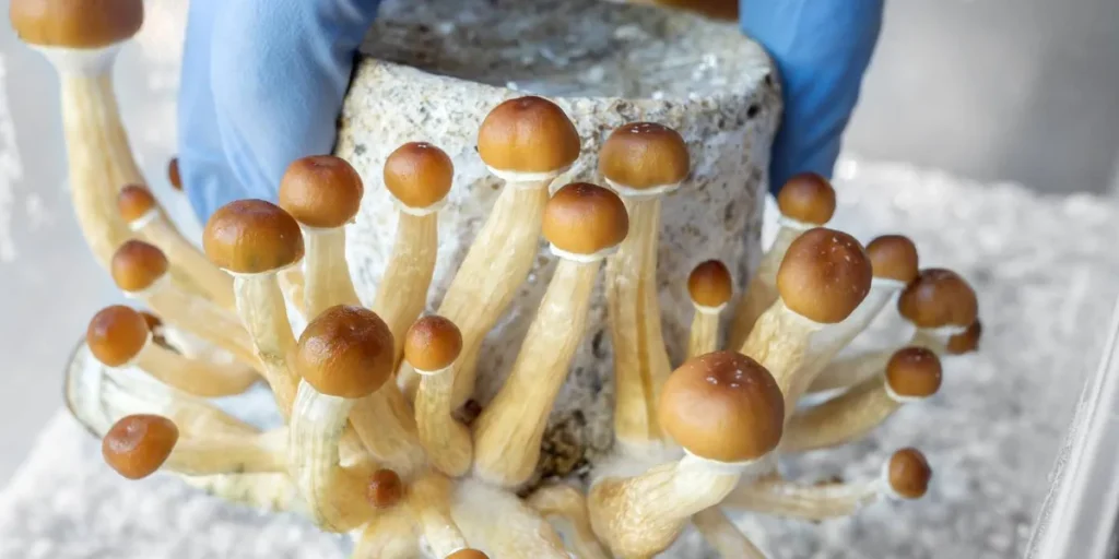 Psychedelics Market Trends: H1 2026 Review and Forecast