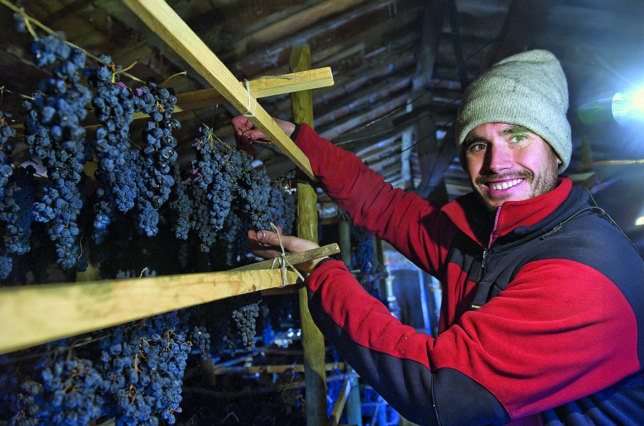 Miguel Martínez inspects bunches of drying grapes