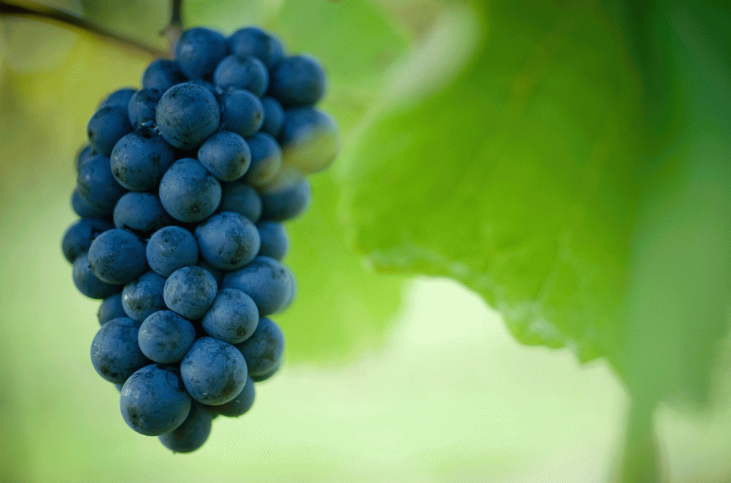 Small but mighty: Why Pinot Noir thrives in Martinborough