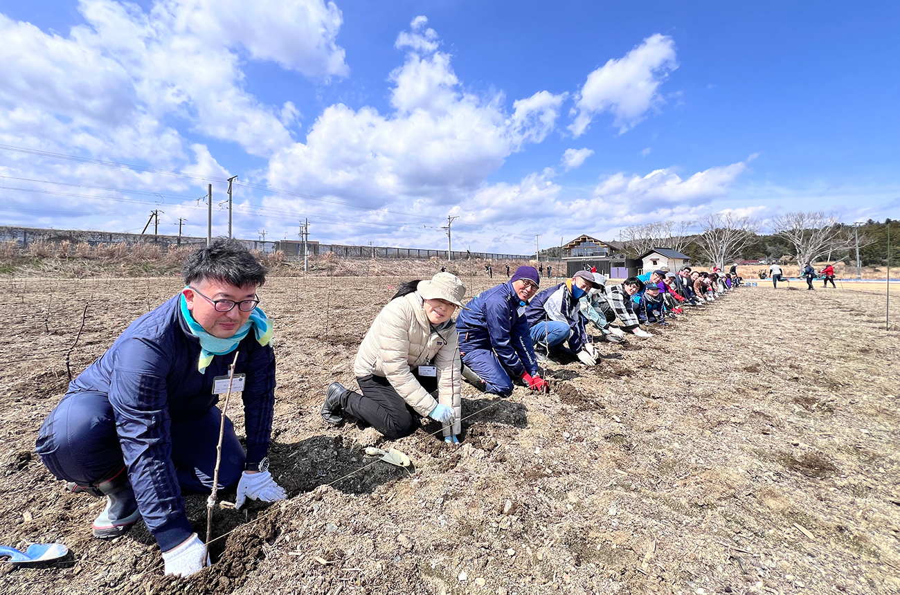 Planting vines as part of the recovery effort after the 2011 tsunami