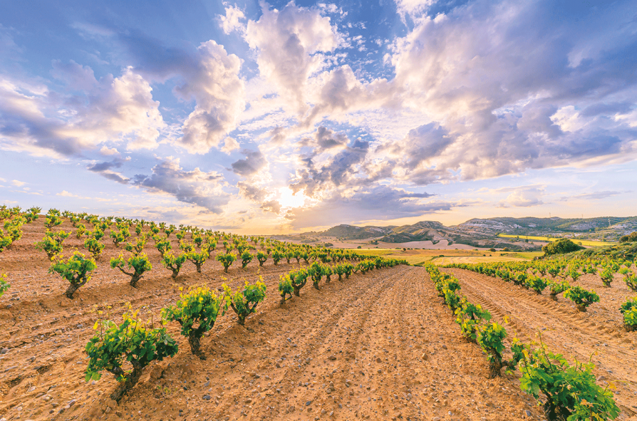 Ribera del duero under £30