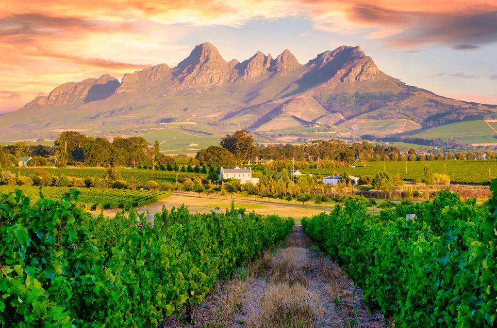 Chenin heyday: How one grape became South Africa's star at DWWA 2026