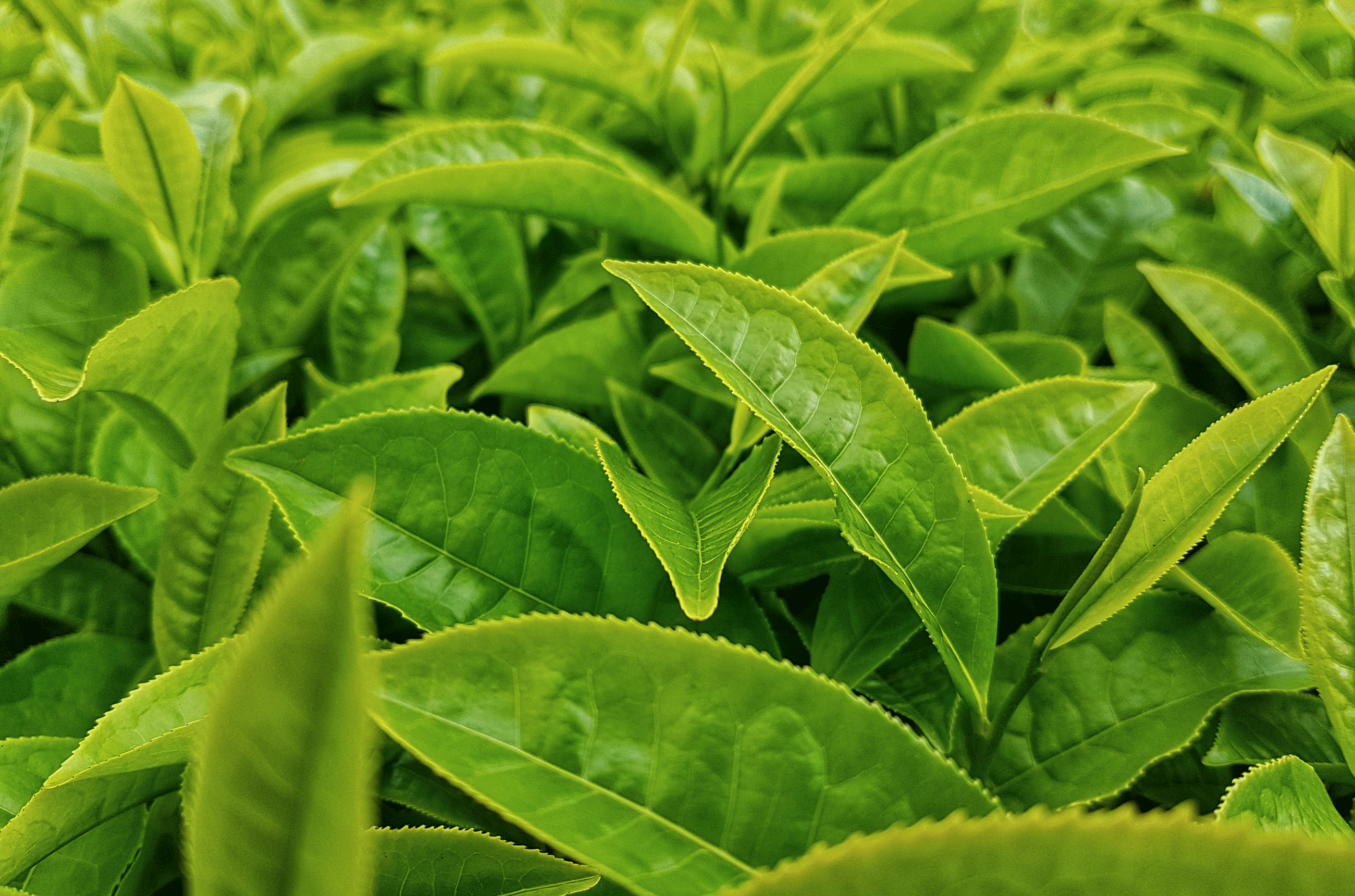 Tea leaves in India