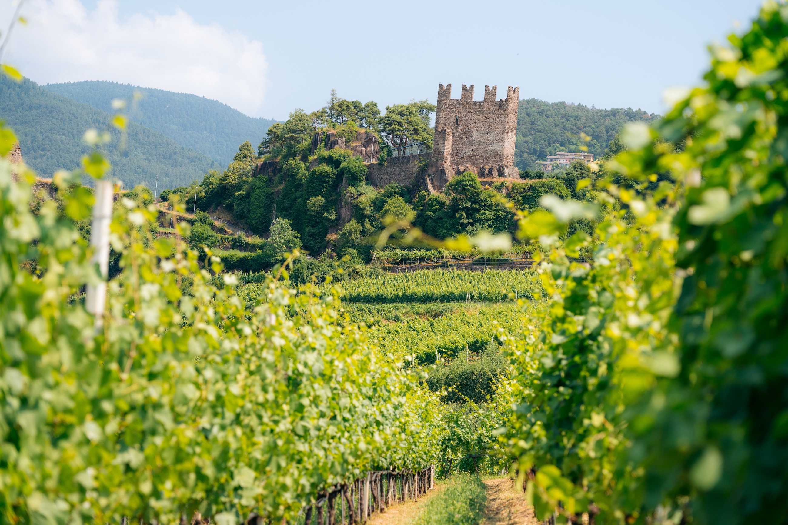 Vineyards cascade down Val di Cembra steep slopes near Segonzano Castle