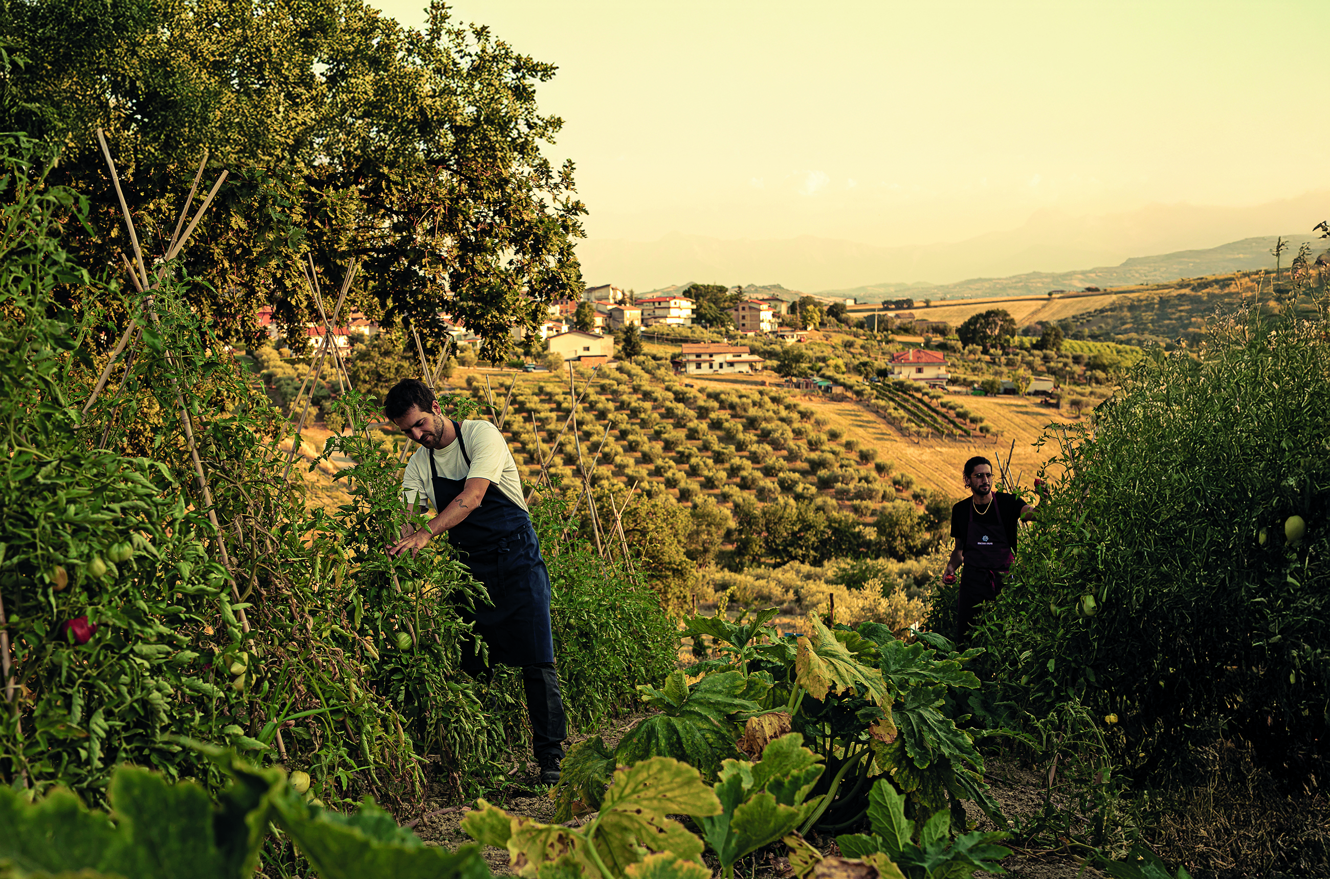 two people picking tomatoes in a vineyard