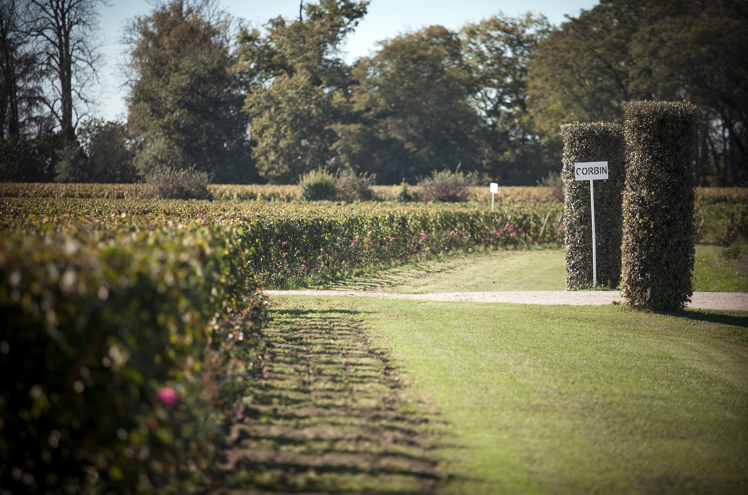 Vines at Château Corbin