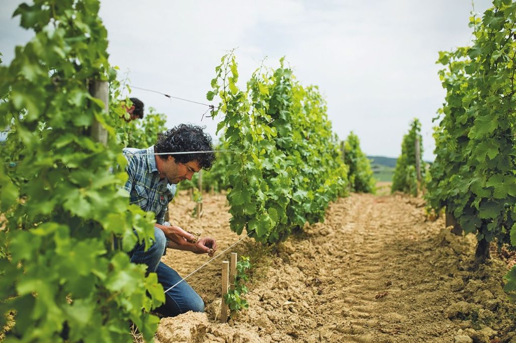 The smart buyer's guide to… Sancerre