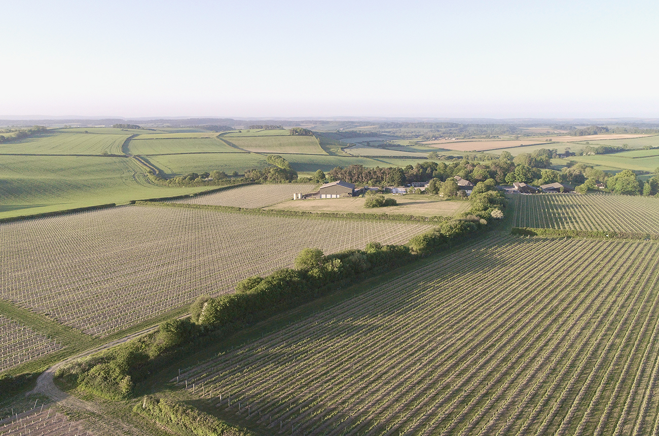 Langham Wine Estate's vineyard in Dorset
