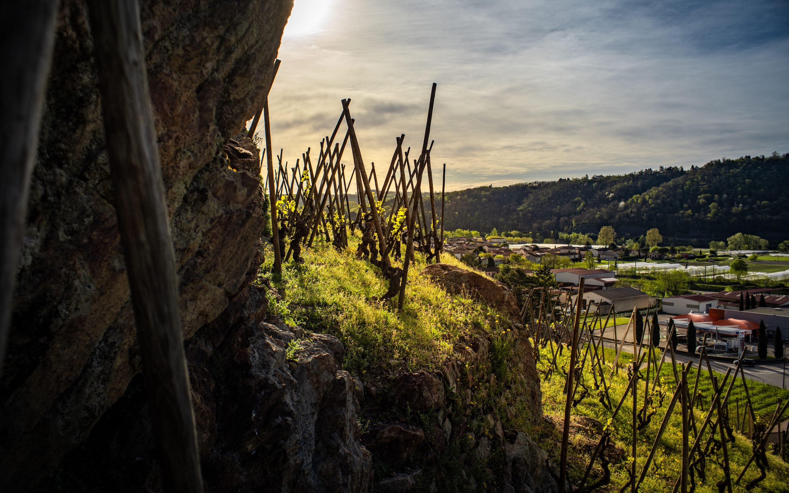 Cote Rotie vineyards