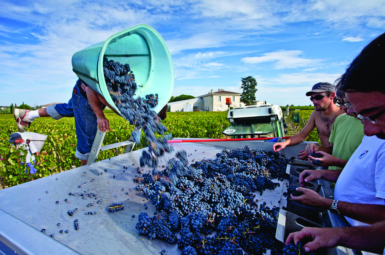 Bordeaux 5 vintages