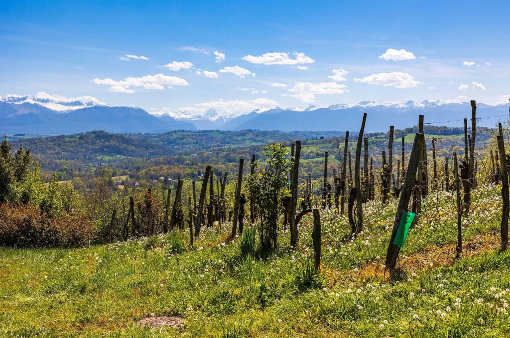 Is Jurançon the next Jura? Why this Pyrenean region wields a seductive power