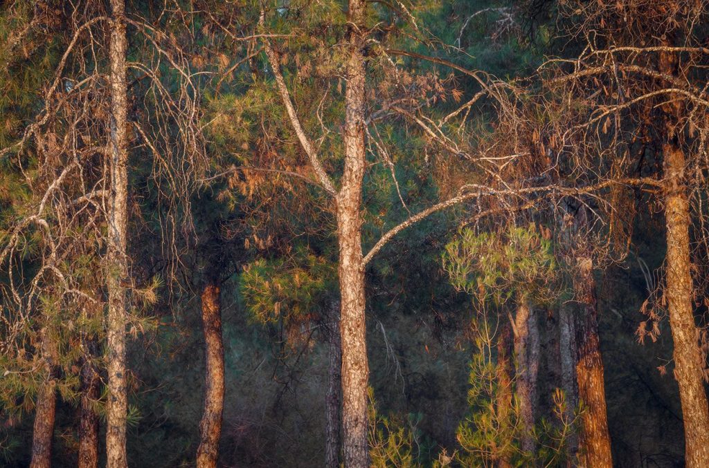 A drink with…Eleni Kechri: Exploring pine forest terroir in Retsina