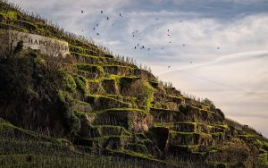 Why you should snap up any 2016 Côte-Rôtie you see