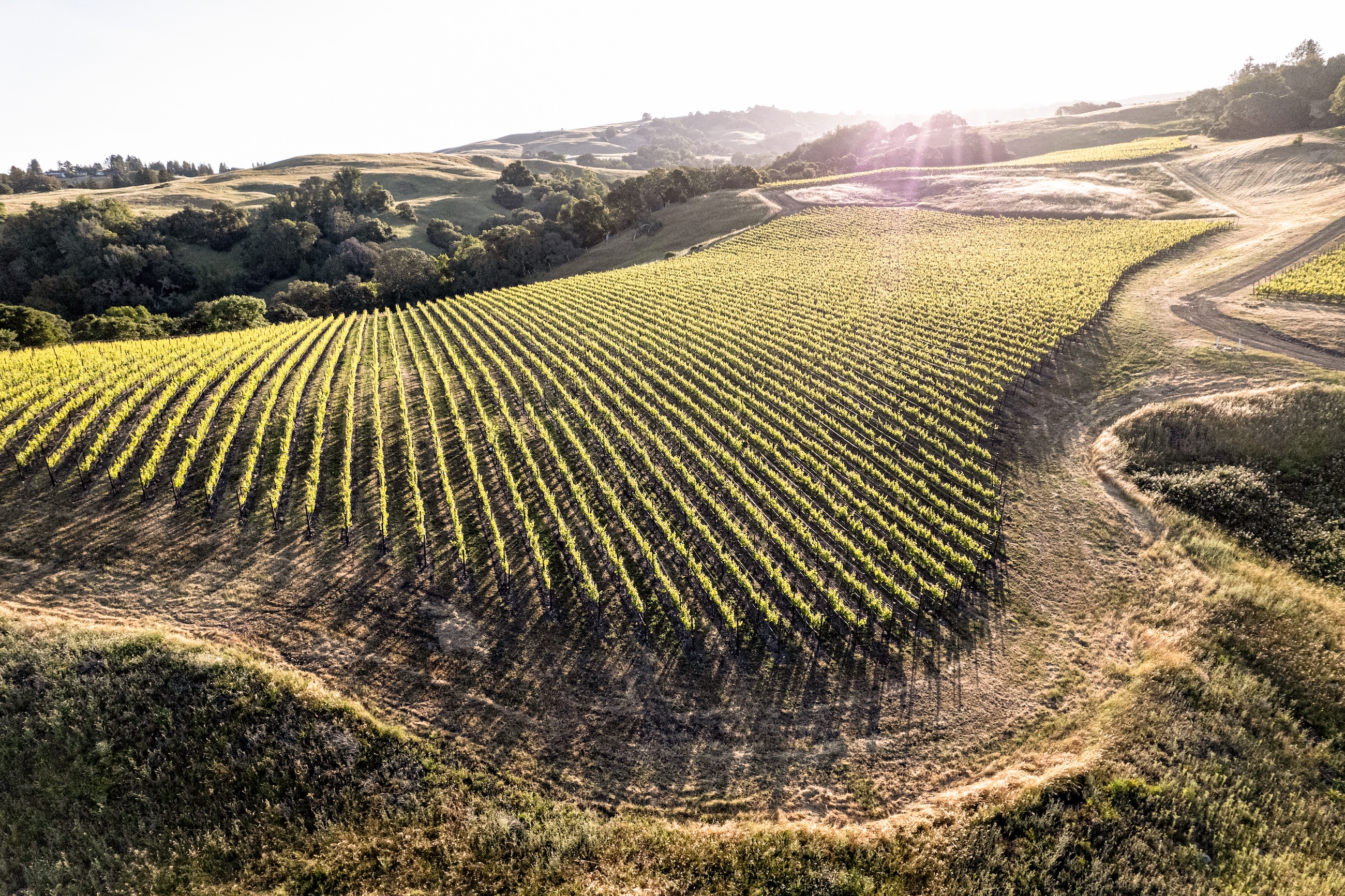 An aerial view of the sloped, curving, hilltop Gap's Crown Vineyard in Sonoma County.